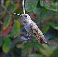 _3SB7594 rufous humingbird female